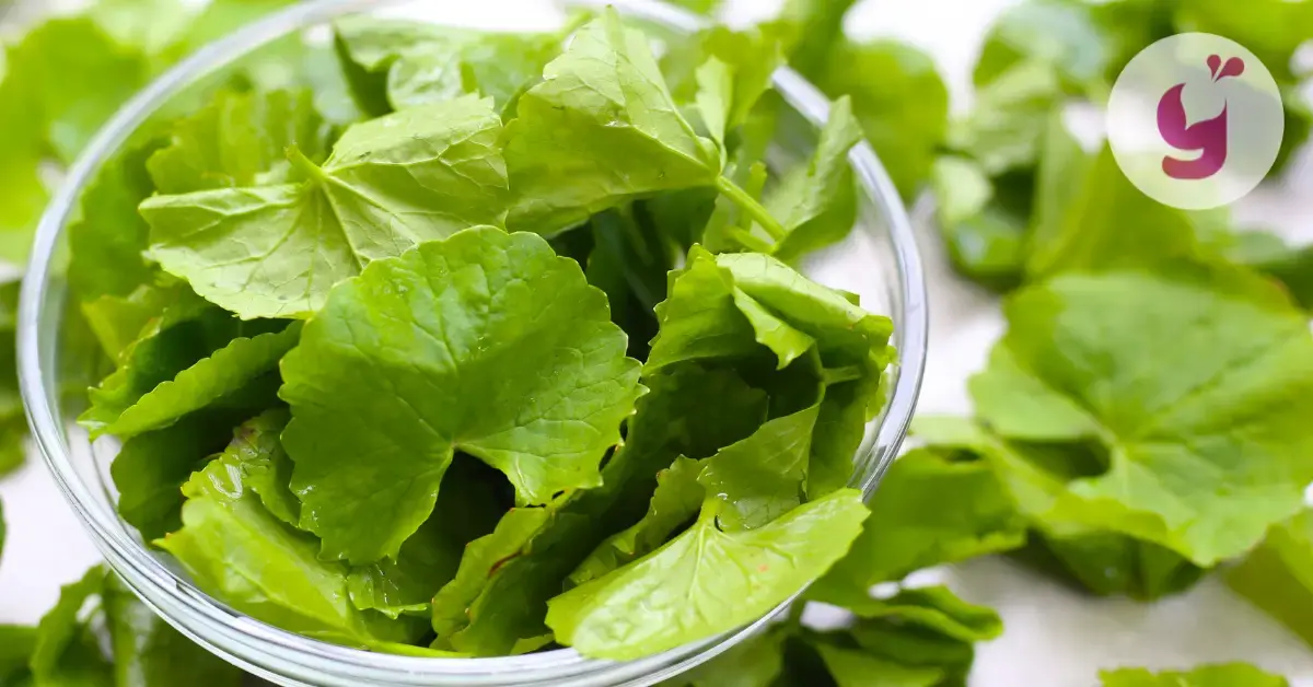 Aké účinky má gotu kola (aj tie nežiaduce) a kedy sa vám najviac hodí?