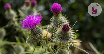 Znáte ostropestřec mariánský? 6 účinků (i nežádoucích)