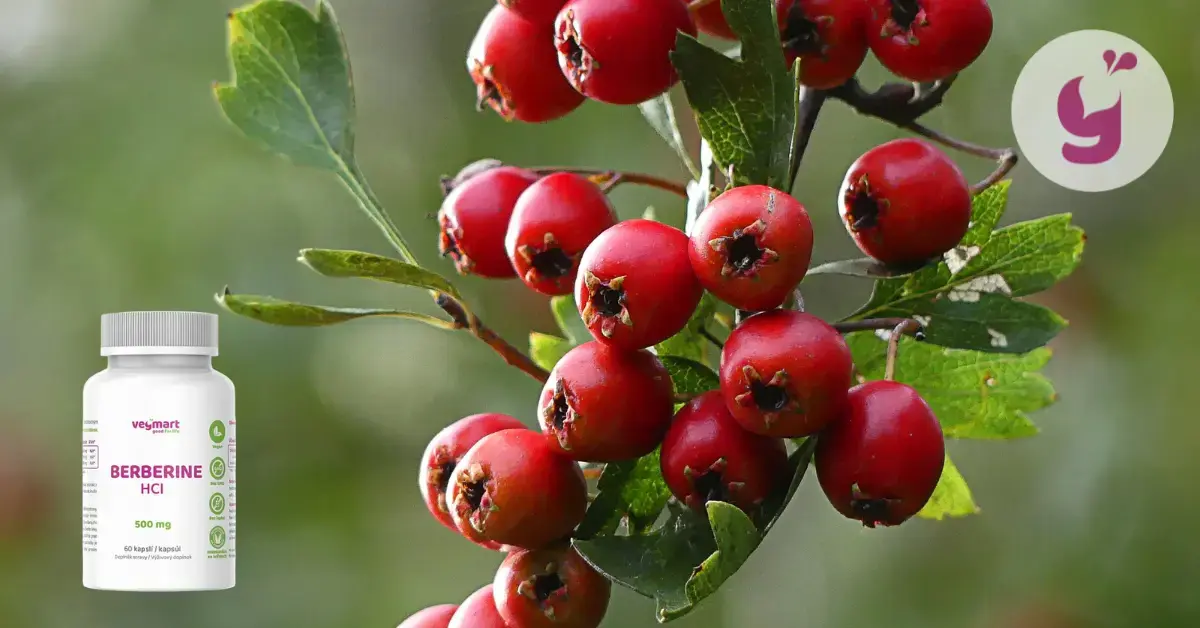 Čo je berberín, aké má účinky (aj tie nežiaduce) a kedy je vhodné ho užívať? 