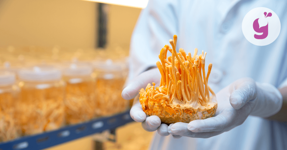 Houba cordyceps (housenice čínská) a její účinky. Co o nich zjistila věda?