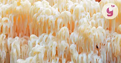 Korálovec ježatý (lví hříva): 7 účinků (i nežádoucí)