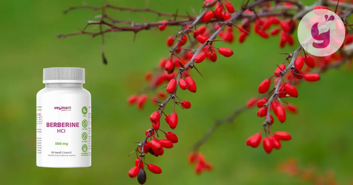 Najlepší berberín: čo zvážiť pri výbere?