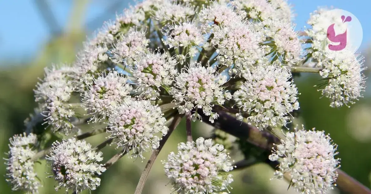 Čo je valeriána lekárska a na čo je dobrá? 4 účinky (aj nežiaduce)